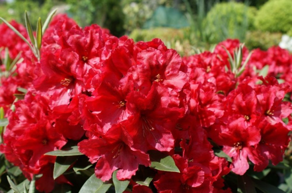Рододендрон Ред Джек (Rhododendron 'Red Jack')