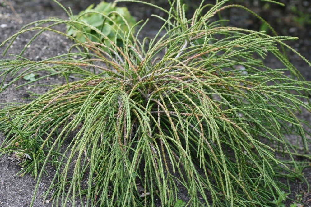 Туя складчатая Випкорд (Thuja plicata 'Whipcord')