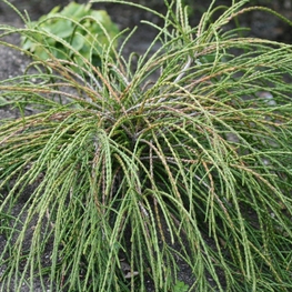 Туя складчатая Випкорд (Thuja plicata 'Whipcord')