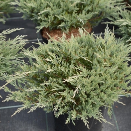 Можжевельник горизонтальный Хьюз (Juniperus horizontalis 'Hughes')