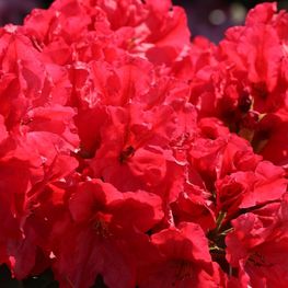 Рододендрон Рабатц (Rhododendron 'Rabatz')