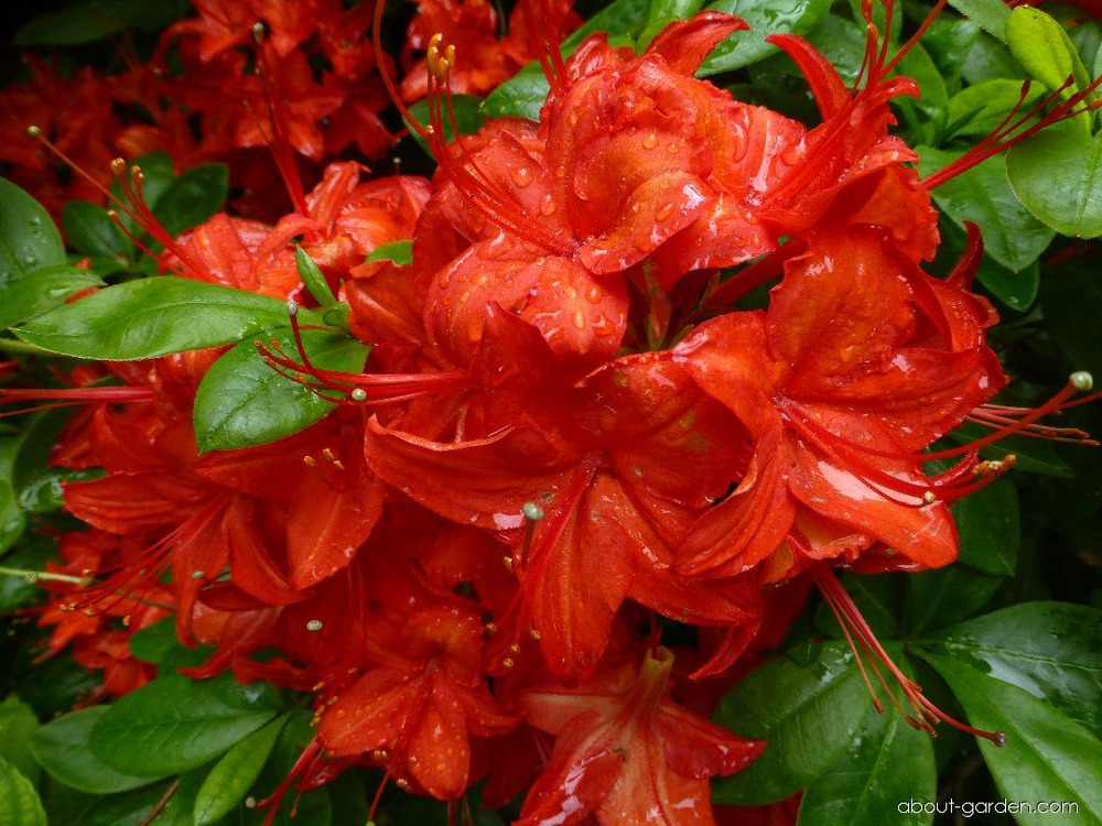 Азалия гибридная Сатан (Rhododendron 'Satan')