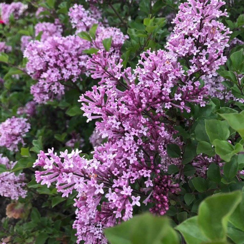 Сирень Мейера (Syringa meyeri)
