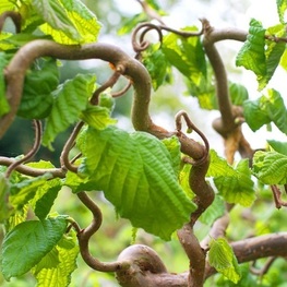 Лещина обыкновенная Конторта (Corylus avellana 'Contorta')