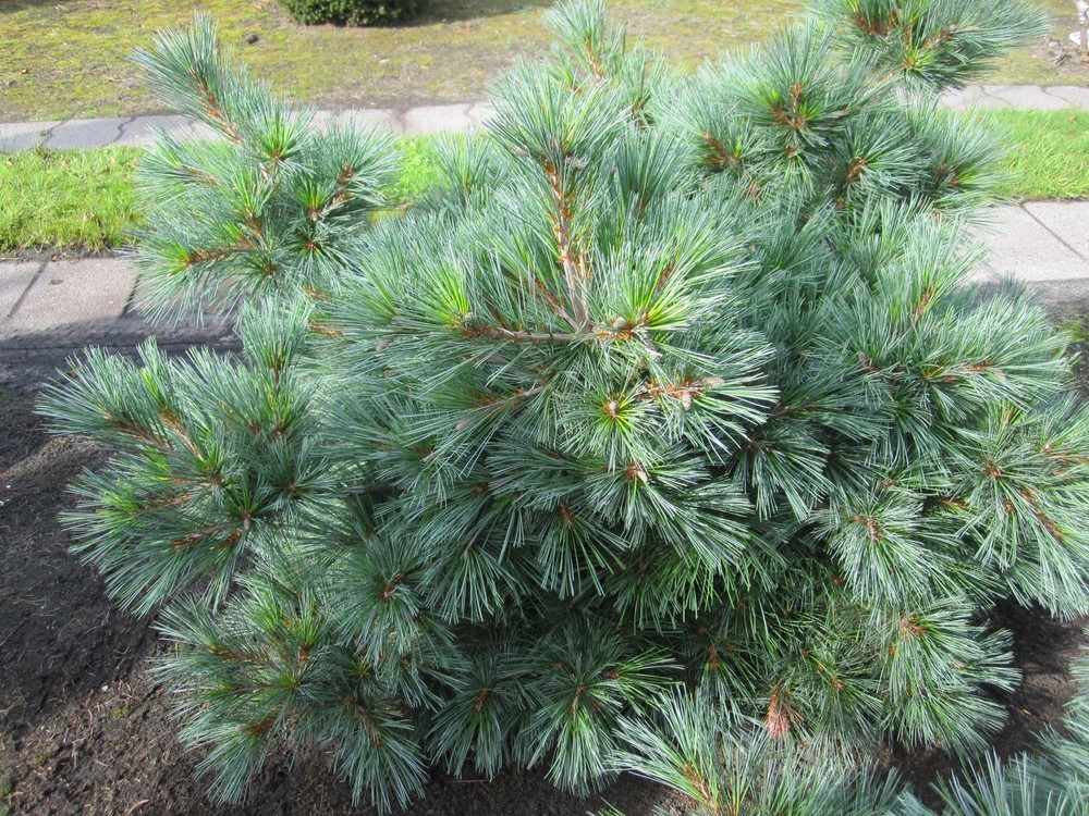 Сосна веймутова Эдель (Pinus strobus 'Edel')