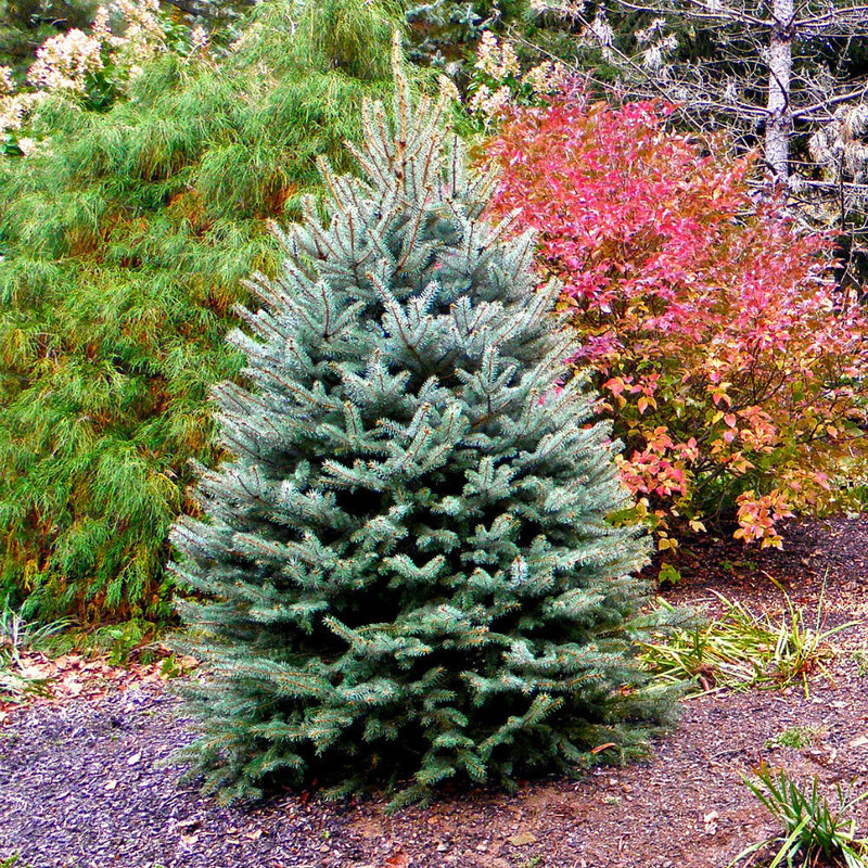 Ель колючая Блю Глоб (Picea pungens 'Blue Glob')