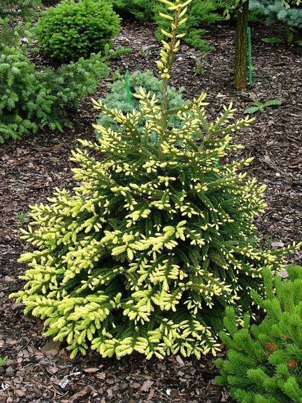 Ель восточная Ауреоспиката (Picea orientalis 'Aureospicata')
