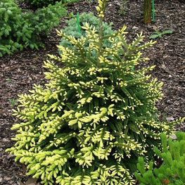 Ель восточная Ауреоспиката (Picea orientalis 'Aureospicata')