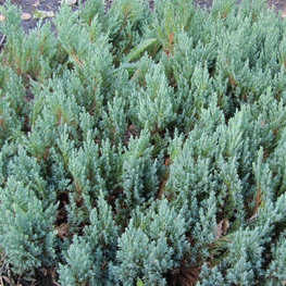Можжевельник горизонтальный Грей Перл (Juniperus horizontalis 'Grey Pearl')