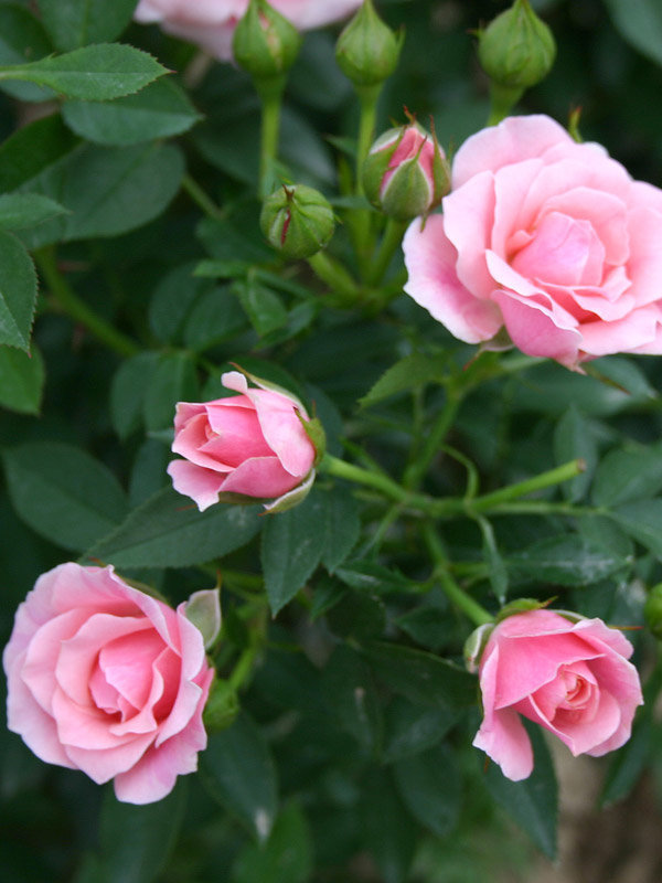 Роза миниатюрная Пинк (Rosa 'Pink')