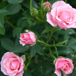 Роза миниатюрная "Pink"