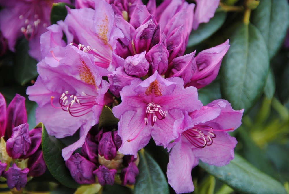 Рододендрон гибридный Лис Дарк Пёрпл (Rhododendron 'Lee's Dark Purple')