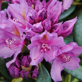 Рододендрон гибридный Лис Дарк Пёрпл (Rhododendron 'Lee's Dark Purple')