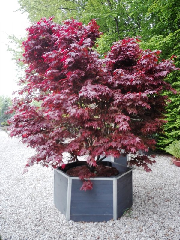 Клен веерный Бладгуд (Acer palmatum 'Bloodgood')