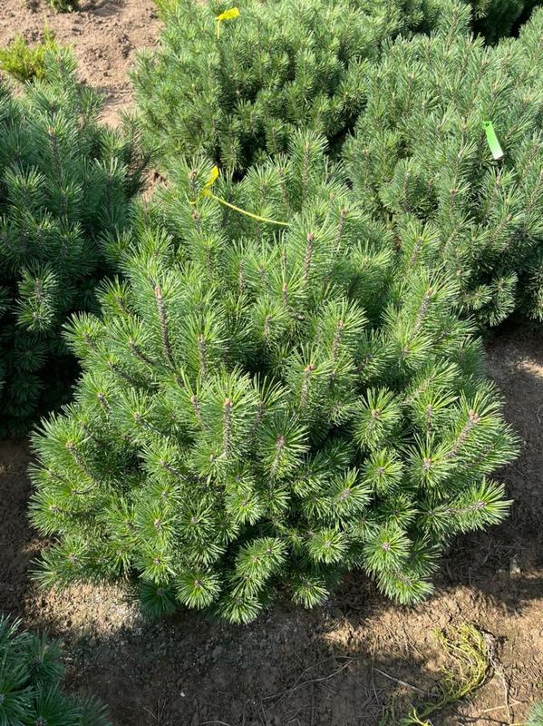 Сосна обыкновенная Куха (Pinus sylvestris 'Cuha')