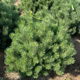 Сосна обыкновенная Куха (Pinus sylvestris 'Cuha')