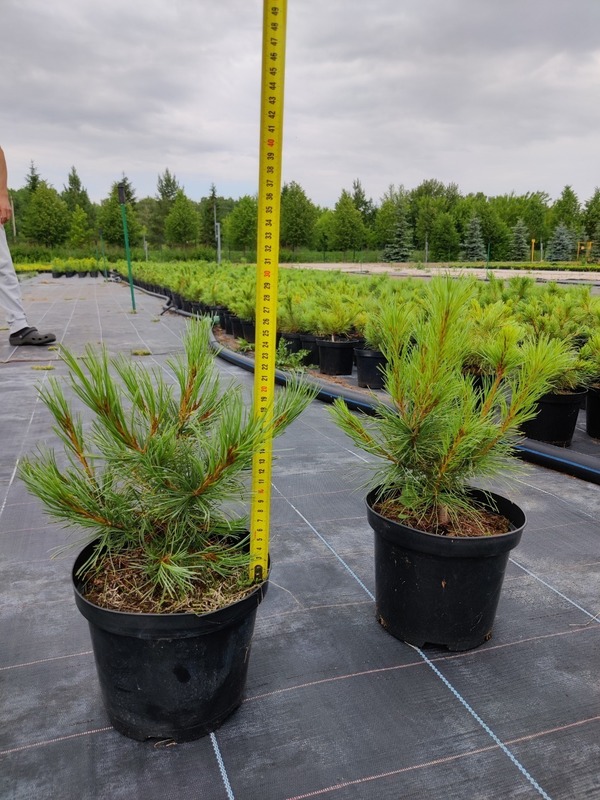 Кедровый стланик (Pinus pumila)