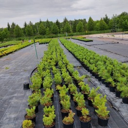 Кедровый стланик (Pinus pumila)