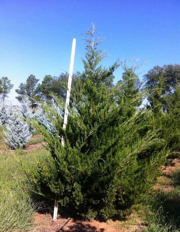 Можжевельник виргинский Канаэрти (Juniperus virginiana 'Canaertii')