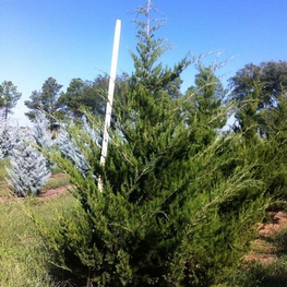 Можжевельник виргинский Канаэрти (Juniperus virginiana 'Canaertii')