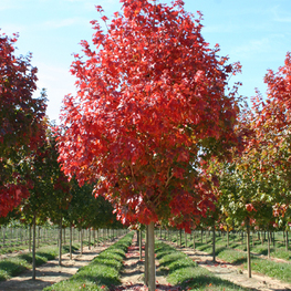 Клен Фримана Мармо (Acer x freemanii 'Marmo')