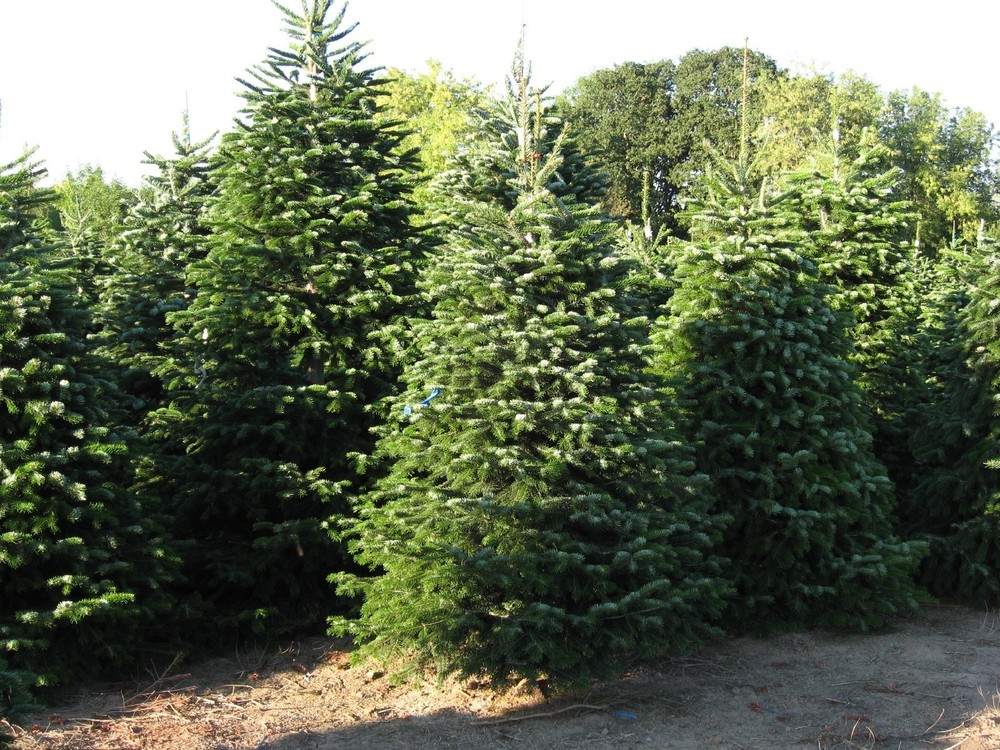 Пихта кавказская (Abies nordmanniana)