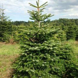 Пихта кавказская (Abies nordmanniana)