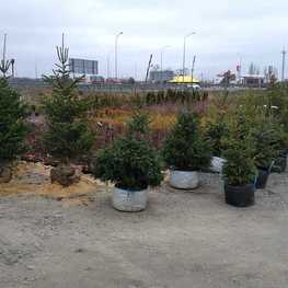 Пихта кавказская (Abies nordmanniana)