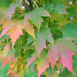 Клен красный Карпик (Acer rubrum 'Karpick')