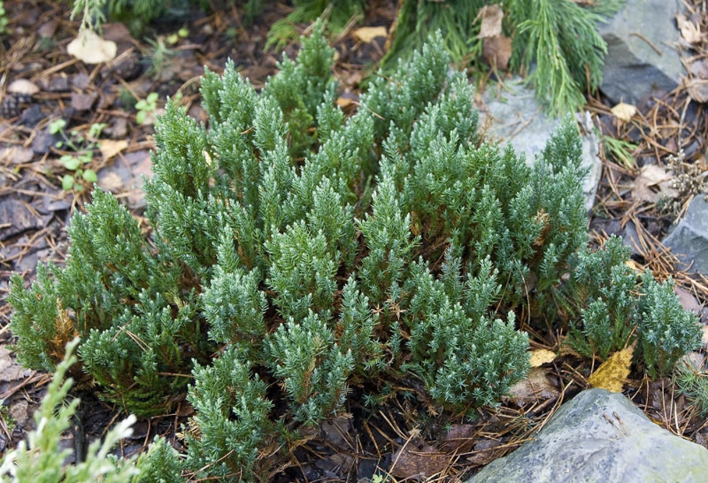 Можжевельник горизонтальный Блю Форест (Juniperus horizontalis 'Blue Forest')