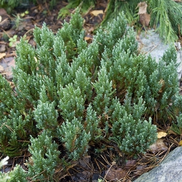 Можжевельник горизонтальный Блю Форест (Juniperus horizontalis 'Blue Forest')