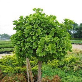 Гинкго двулопастный (Ginkgo biloba)