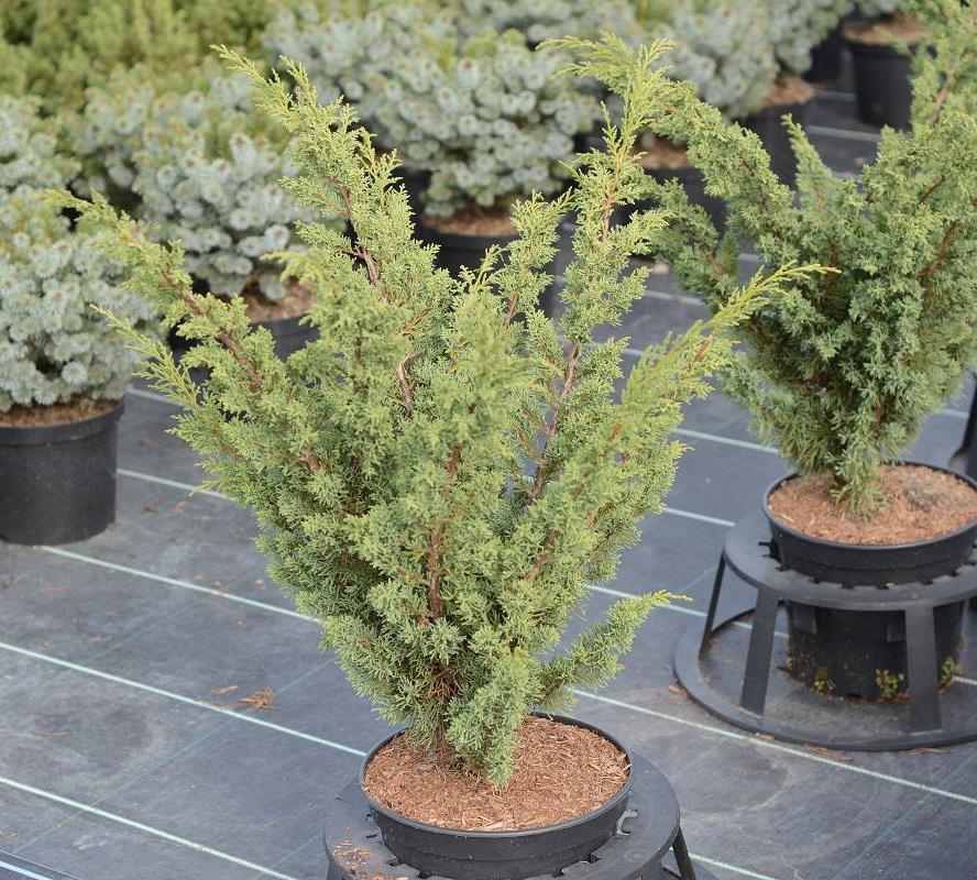 Можжевельник китайский Блаув (Juniperus chinensis 'Blaauw')