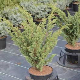 Можжевельник китайский Блаув (Juniperus chinensis 'Blaauw')