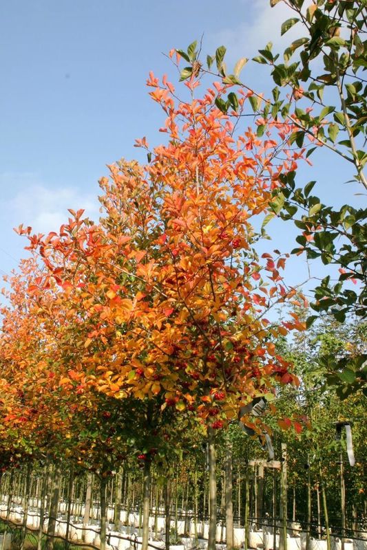 Боярышник сливолистный (Crataegus x prunifolia)