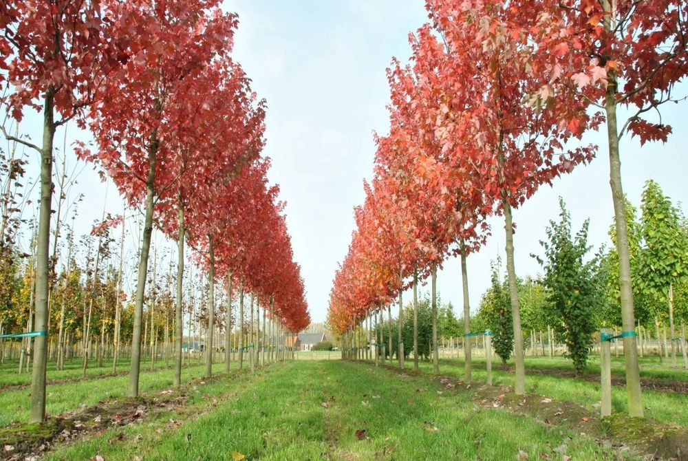Клён красный Эмберс (Acer rubrum 'Embers')