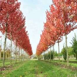 Клён красный Эмберс (Acer rubrum 'Embers')