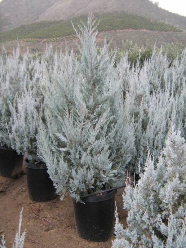 Можжевельник скальный Уичита Блю (Juniperus scopulorum 'Wichita Blue')