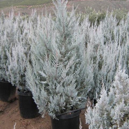 Можжевельник скальный Уичита Блю (Juniperus scopulorum 'Wichita Blue')