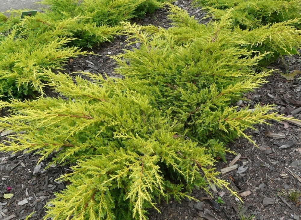 Можжевельник средний Гольдкиссен (Juniperus x pfitzeriana 'Goldkissen')