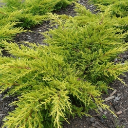 Можжевельник средний Гольдкиссен (Juniperus x pfitzeriana 'Goldkissen')