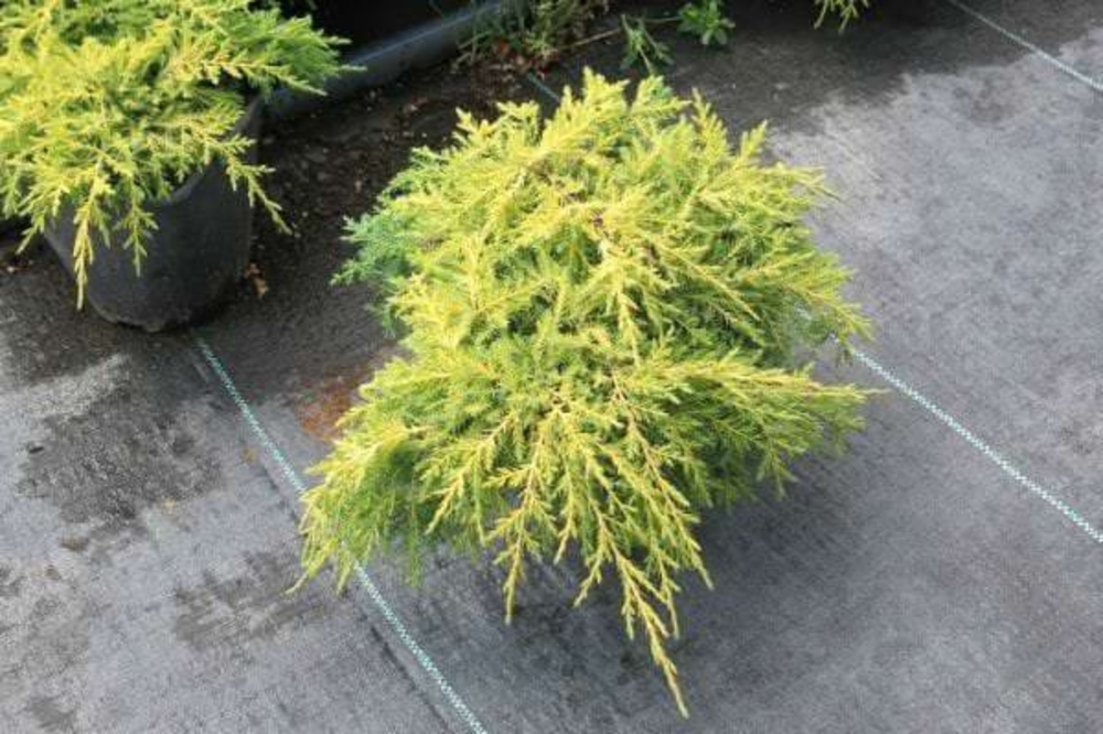Можжевельник средний Кинг оф Спринг (Juniperus x pfitzeriana 'King of Spring')