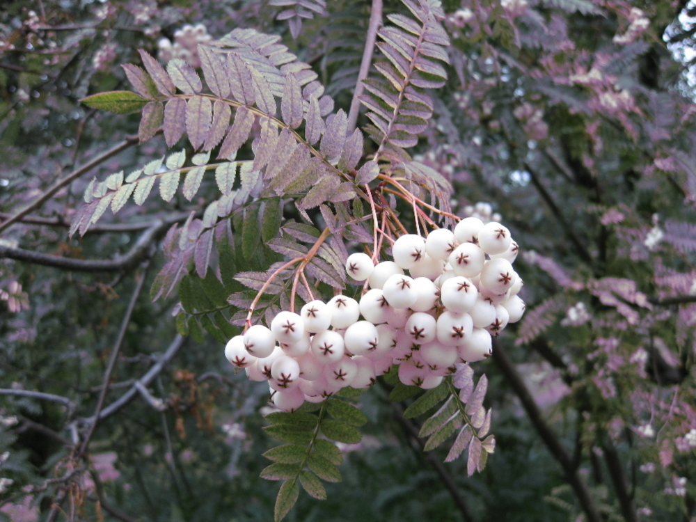Рябина обыкновенная Кене (Sorbus koehneana)