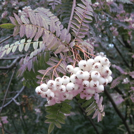 Рябина обыкновенная Кене (Sorbus koehneana)