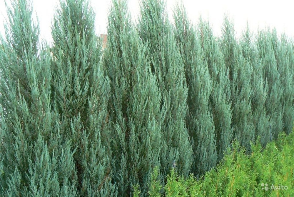 Можжевельник скальный Фишт (Juniperus scopulorum 'Fisht')