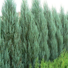 Можжевельник скальный Фишт (Juniperus scopulorum 'Fisht')