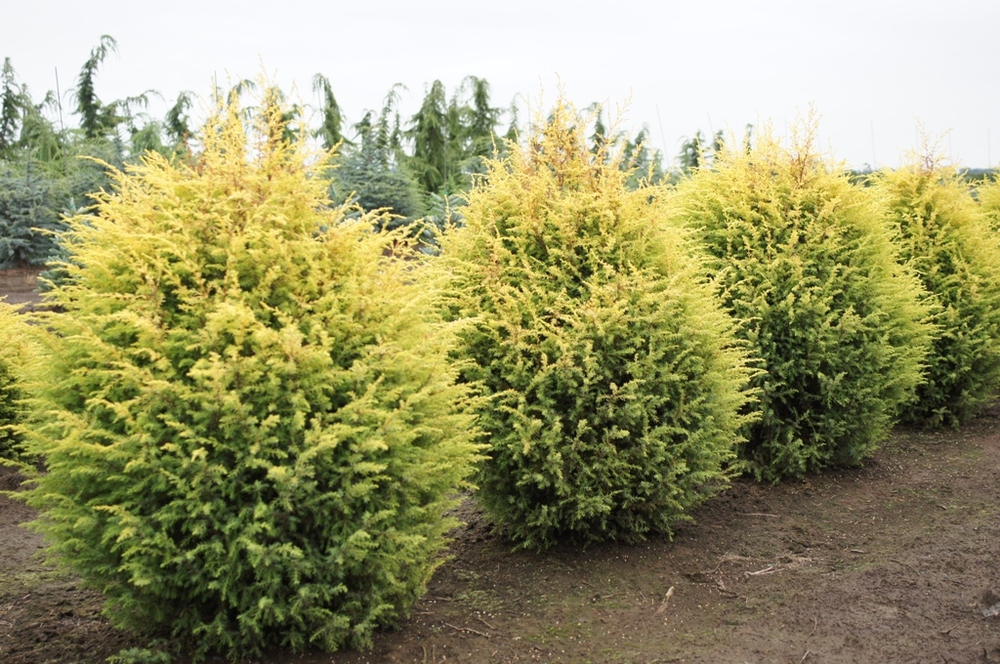 Можжевельник обыкновенный Голд Кон (Juniperus communis 'Gold Cone')