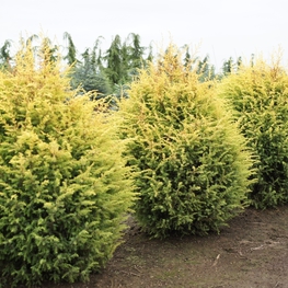 Можжевельник обыкновенный Голд Кон (Juniperus communis 'Gold Cone')