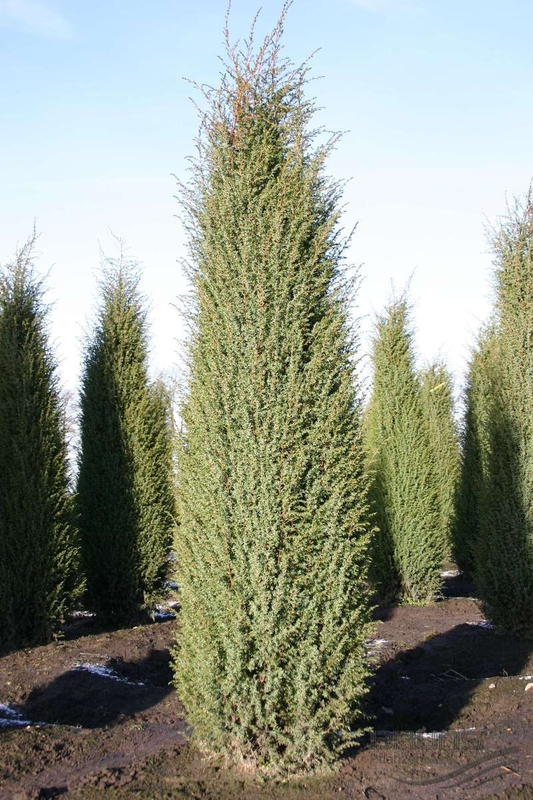 Можжевельник обыкновенный Мейер (Juniperus communis 'Meyer')