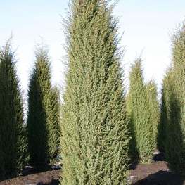 Можжевельник обыкновенный Мейер (Juniperus communis 'Meyer')